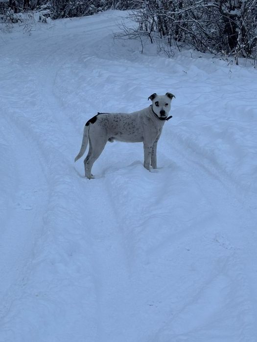 Отдам щенка девочка и мальчик