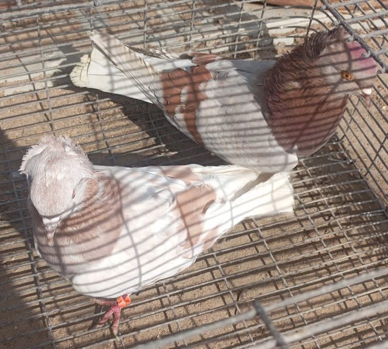 Летно игровые голуби