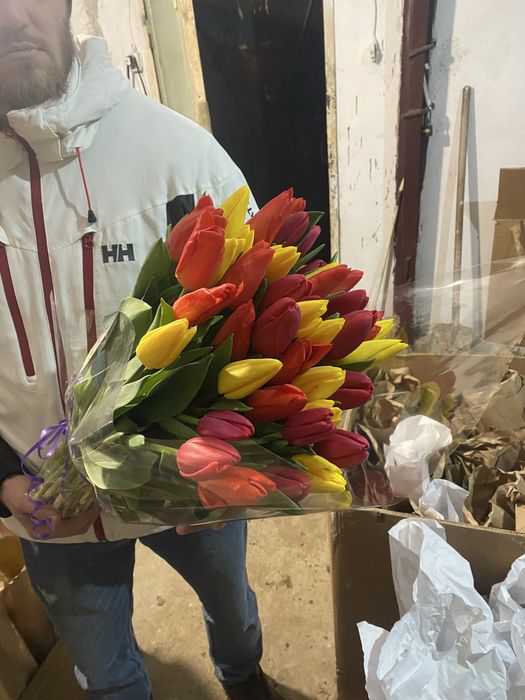 Самый крупный тюльпан