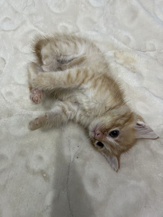 Кошечка. 2 штук