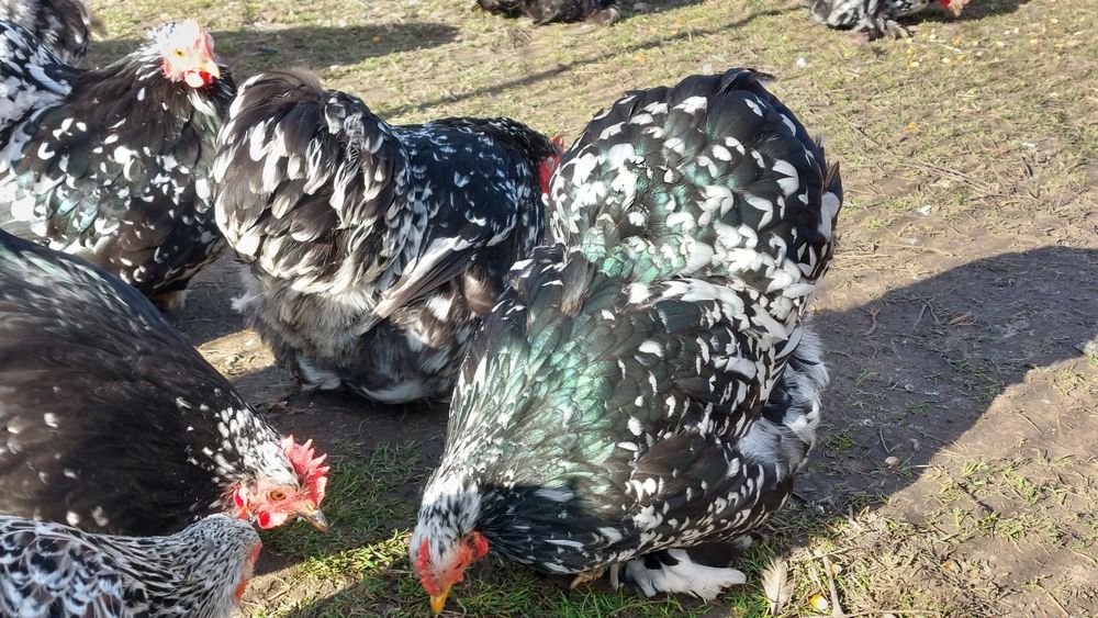 Cochinchina pitic  Ouă incubat