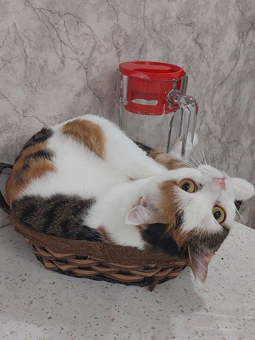 Красивая,умная кошечка