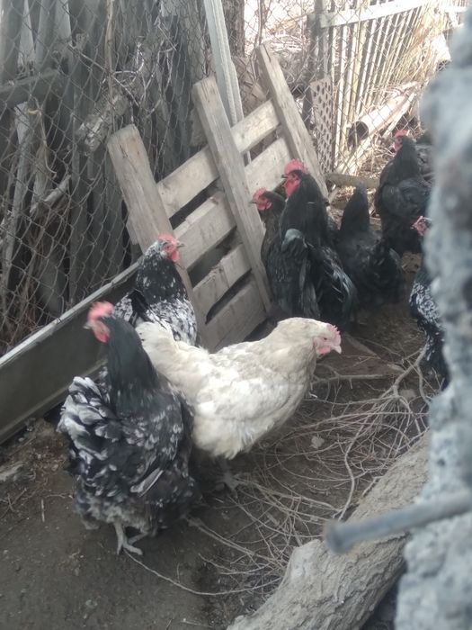 Куры австролорп чёрные