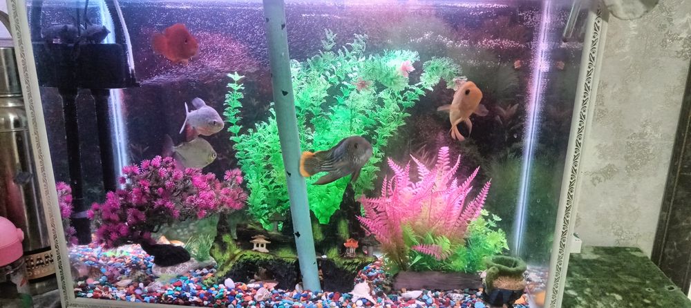 Аквариум 130л Риба хищник 8 шт срочно прадам