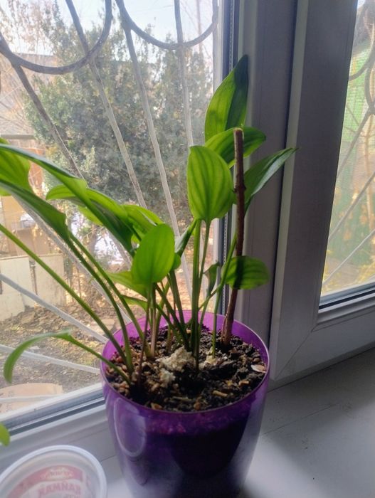 Продам цветок женский шастя