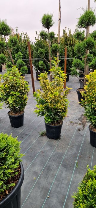 Photinia pe tija- Euonymus tija- Cupressocyparis leylandi - Prunus lau