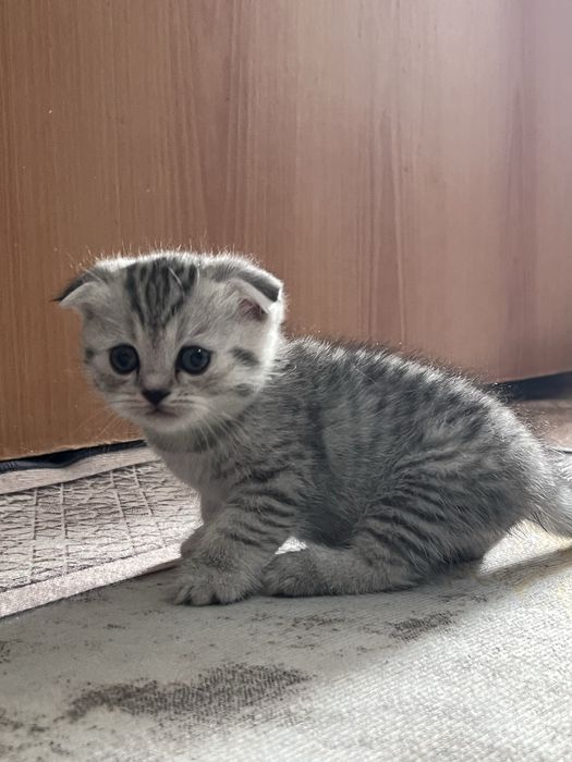 котята вислоухие