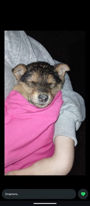 Отдам щенка в хорошим руки