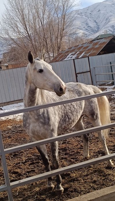 Орловская рысачка