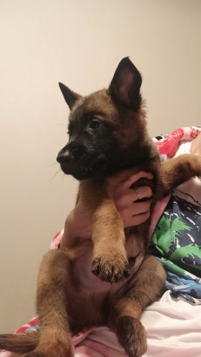 Вязка малинуа - кобель для вязки