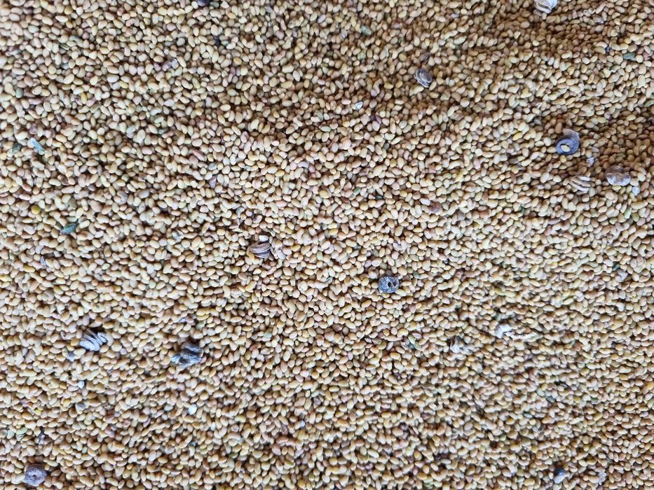 Продается семена клевера, многолетний богарный.