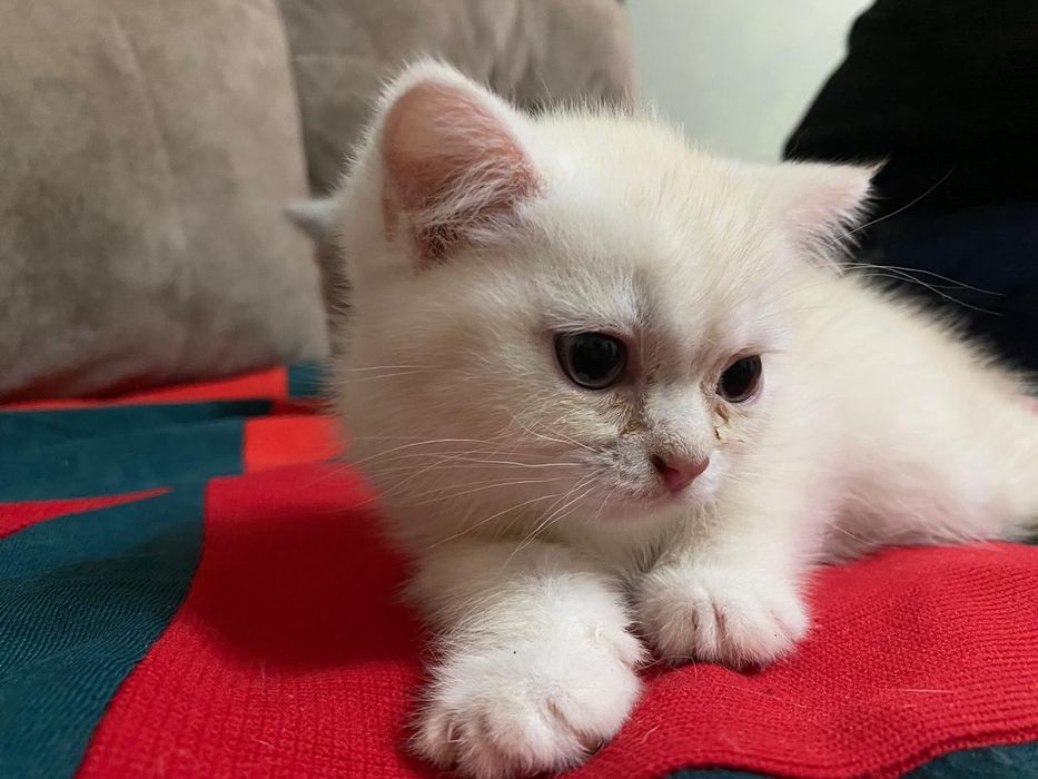 Котёнок Шотландский