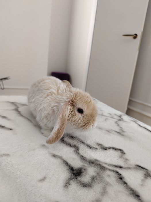 Продам декоративный кролик.