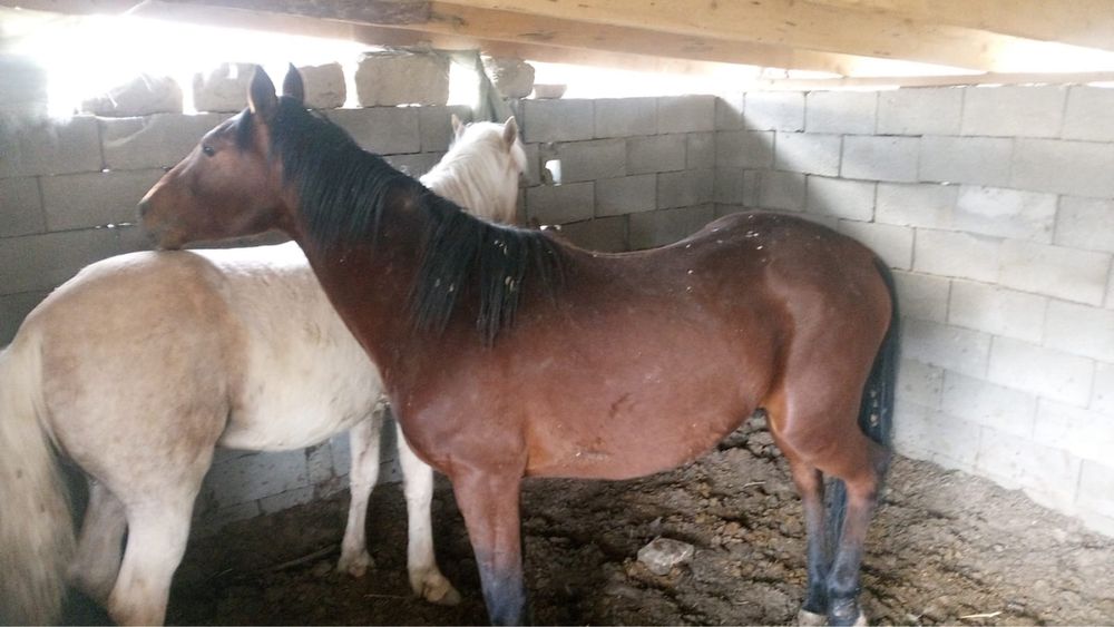 Құнан сатамыз бордақыда болған семіз