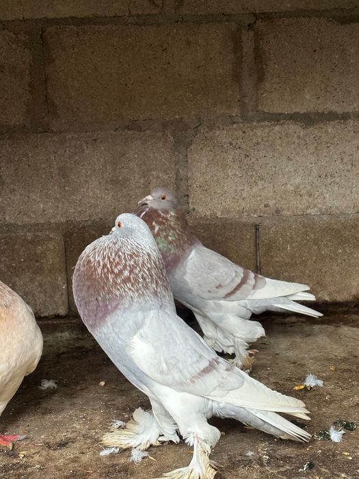 Gușați de Pomerania