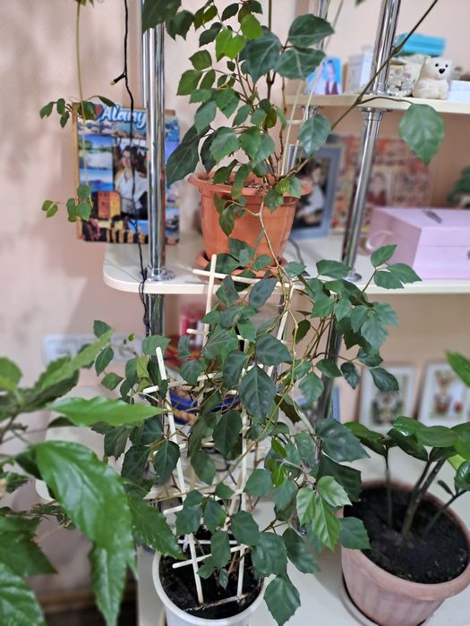 Шикарные цветы от 1000 тнг