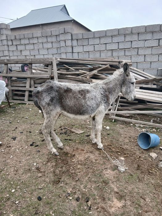Ешек сатылады Ургашы Мінгір