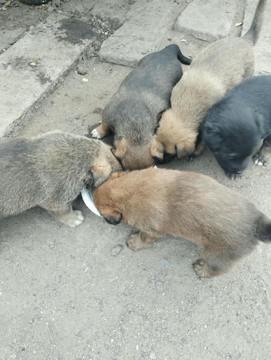 Отдам в хорошие руки.