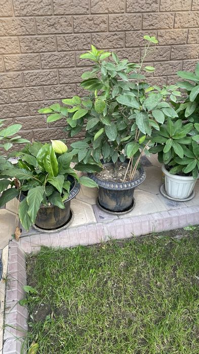 Лимон дерево кумкваты