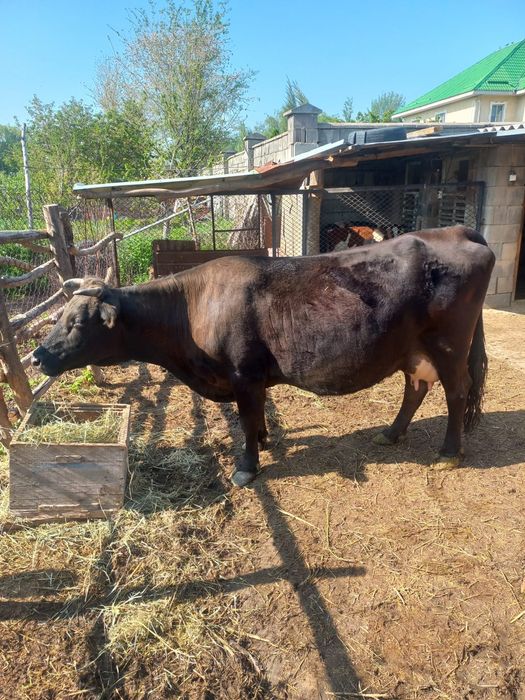 Карова Пламенная продаётся