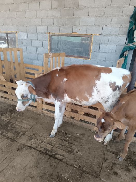 Продам каров дойных
