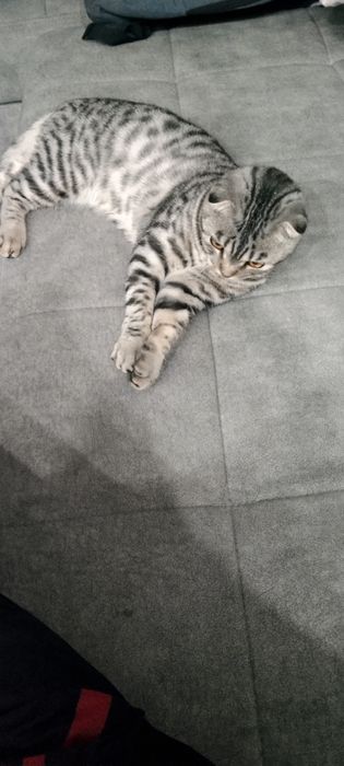 Шотландский кот на вязку.