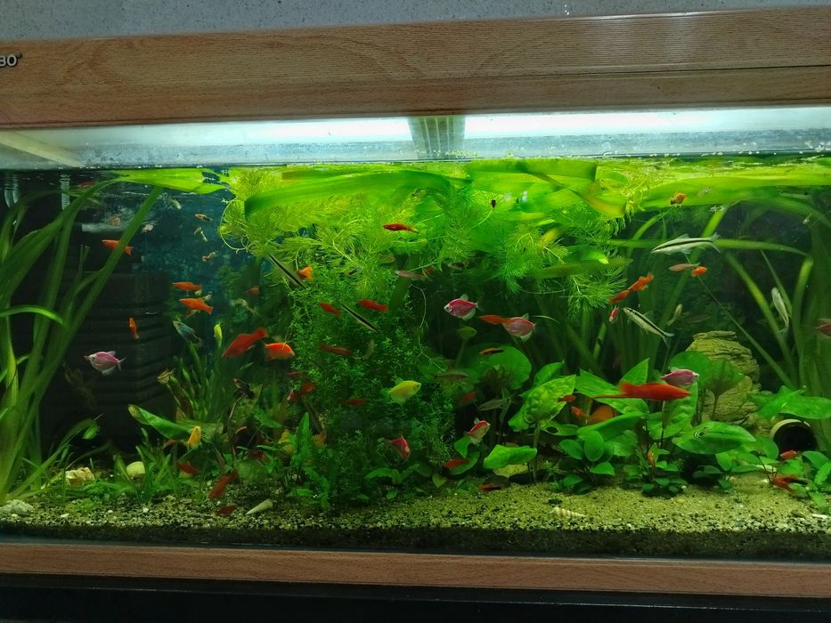 Продам аквариум Jebo 300л.