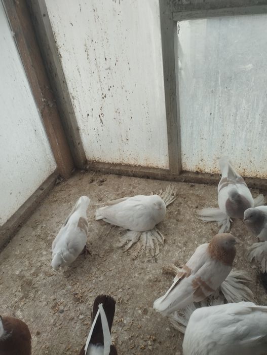 Голуби на продажу