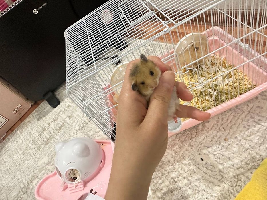 Продаются хомячки сирийские