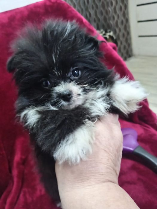 Продам щенков помесь шпиц и бивер