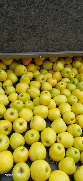 Mere de vânzare. Cantitate mare. Calitate superioară