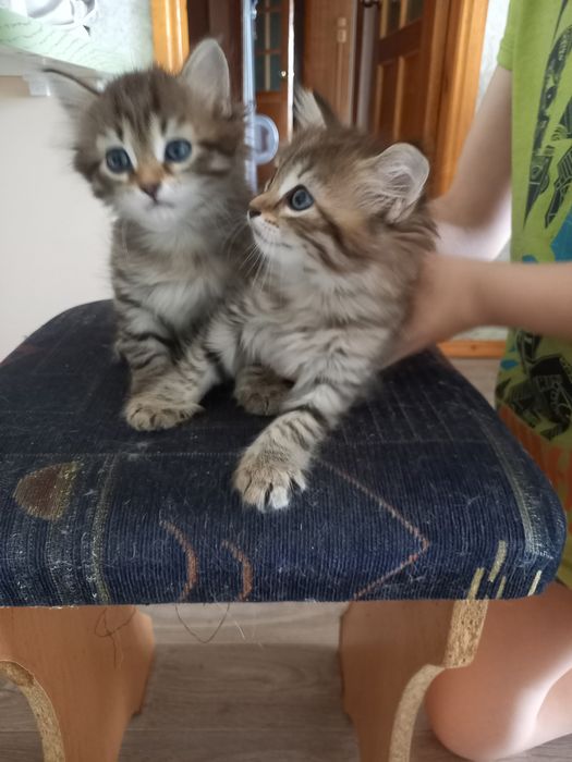 Отдам  бесплатно котят