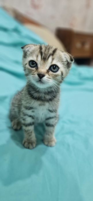 Шотландские Скоттиш Фолд
