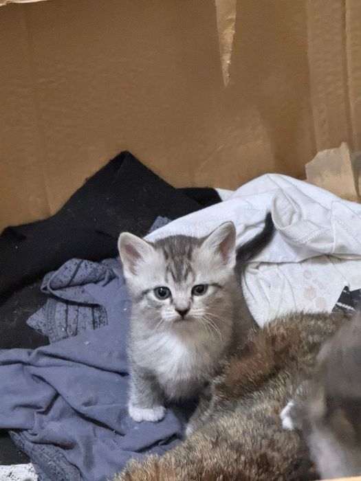 Котята малыши ищут дом