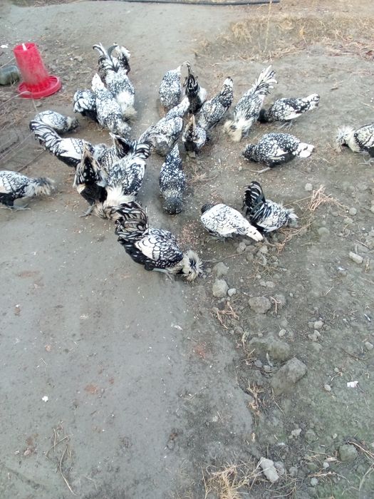 Падуван жужалар сотила