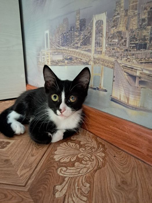 Отдам котенка...