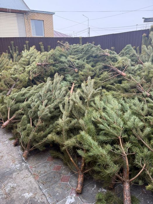 Сосны Ёлки Елки Ели