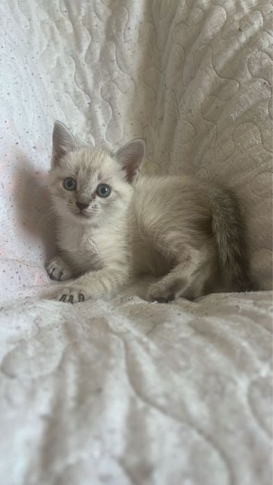 Отдам котят 1,5 мес