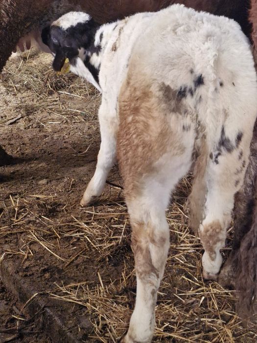 Vând 2 taurasi de 3 luni!