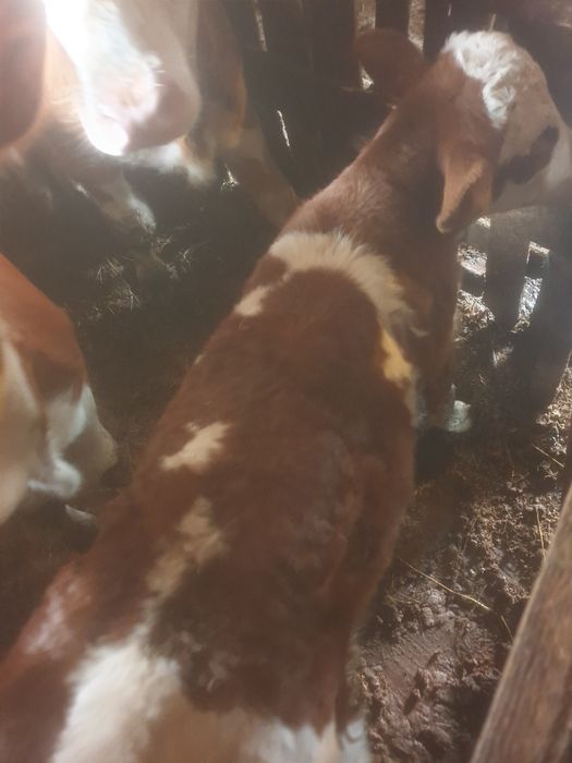 Vând vitel baltata românească  cu acte în regula