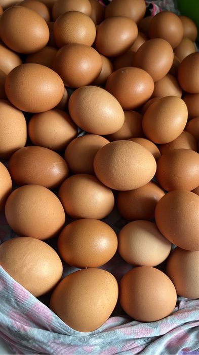 Яйцо домашнее свежее