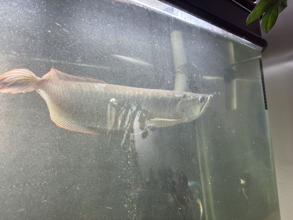 Аквариум 500 литров