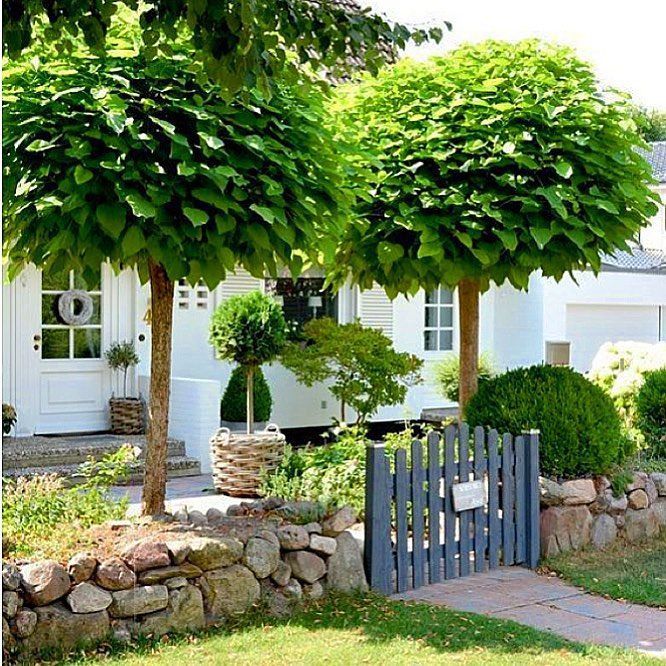 Catalpa globulara diferite