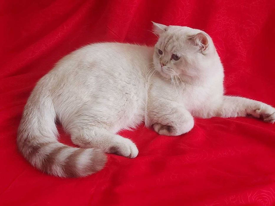 Alaina Douson anal porno aktrisa