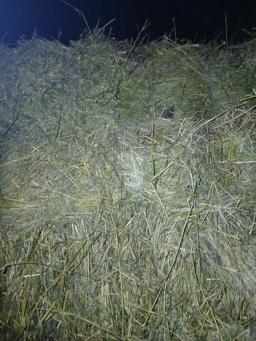 Baloți de fân și lucernă de bună calitate, de vânzare