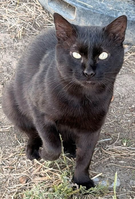 Adoptie motan pisic