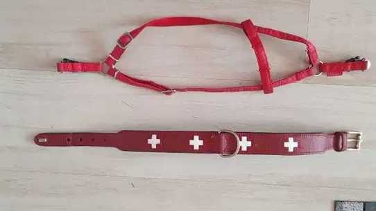 Lesa si zgarda pentru caine.