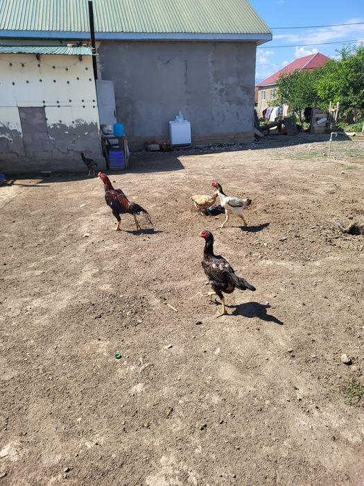 Дакан жумыртка бар