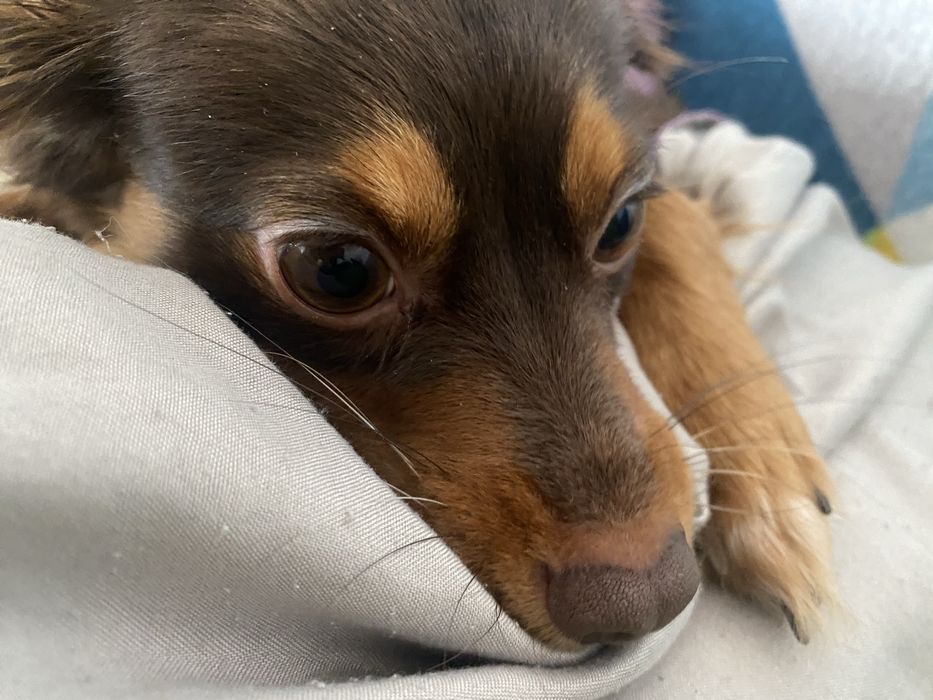 Для вязки сучка той терьер