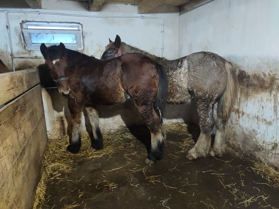 vand mânji frumoși